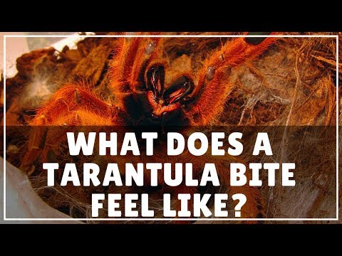 What Does A Tarantula Bite Feel Like? (PLUS a very sneaky Spidey!!!)