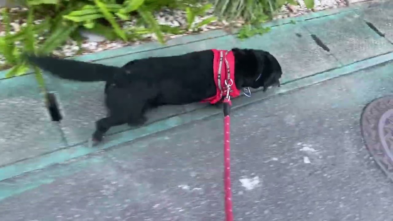 ザックス君の散歩2026年3月4日