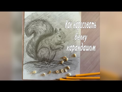 Как нарисовать белку карандашом/Рисунки животных#1