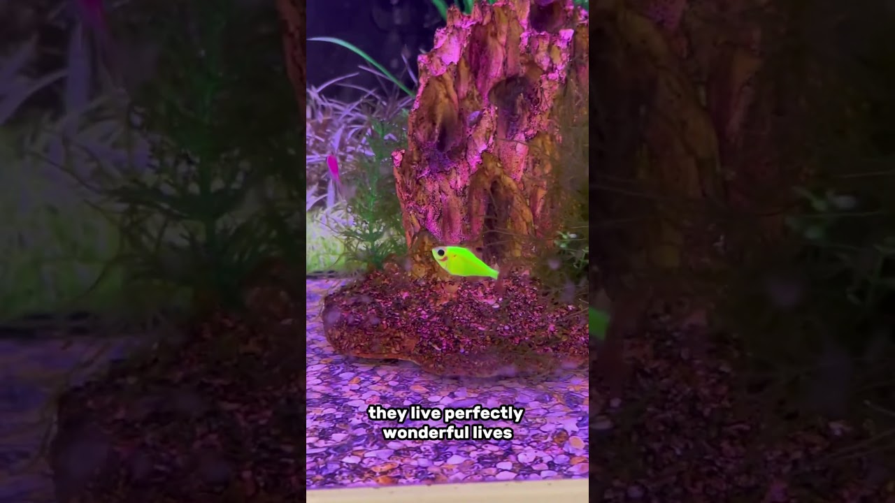 Glowfish are cruel and should be banned!