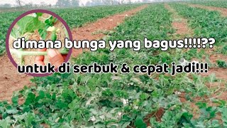 Essential Tricks to Understand Before Pollinating Watermelons