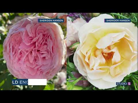 Videó: Tudjon meg többet a csodálatos zöld rózsáról