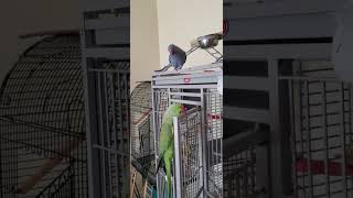 Indian Ringneck Parrots 🦜