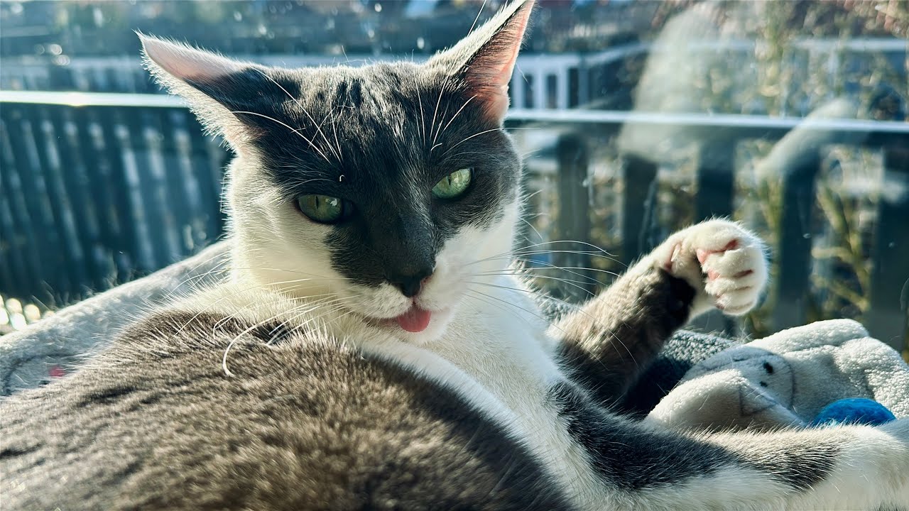 Mix Snow Fun to Chill Sun Mouse Challenge SiSi, Rico, Fonzie, Mops