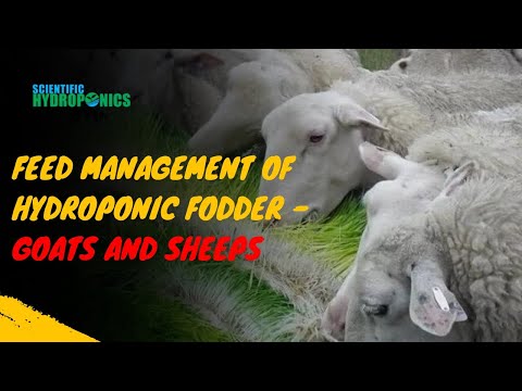 Feed Management Of Hydroponic Fodder Goats And Sheeps Ashwin Sawant Youtube