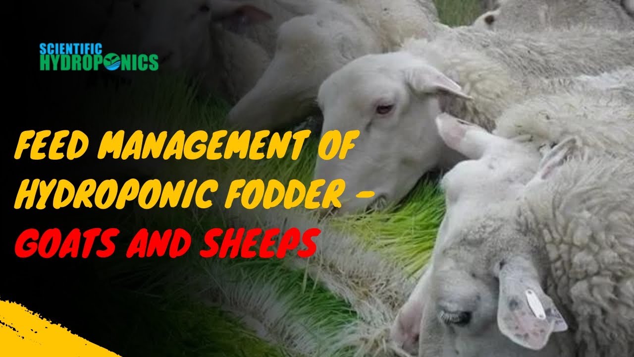 Feed Management of Hydroponic Fodder - Goats and Sheeps | Ashwin Sawant