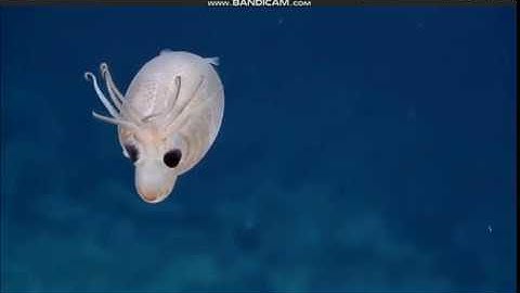 Piglet squid @ Palmyra Atol