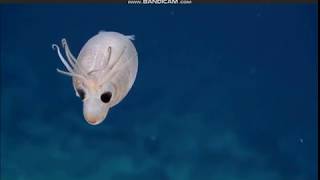 Piglet Squid Palmyra Atol