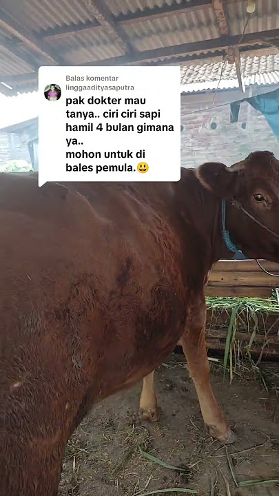 Characteristics of 4 months of pregnancy #fatcow #cow #cowfeed #livestock #cutecow #cow #meatcow ...