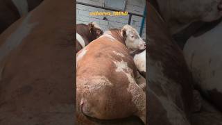 Hammaga nasib qilsin!!! Harakat qilamiz!!! 👍👍👍 #simmental #limuzin #angus #greeford #sharolle