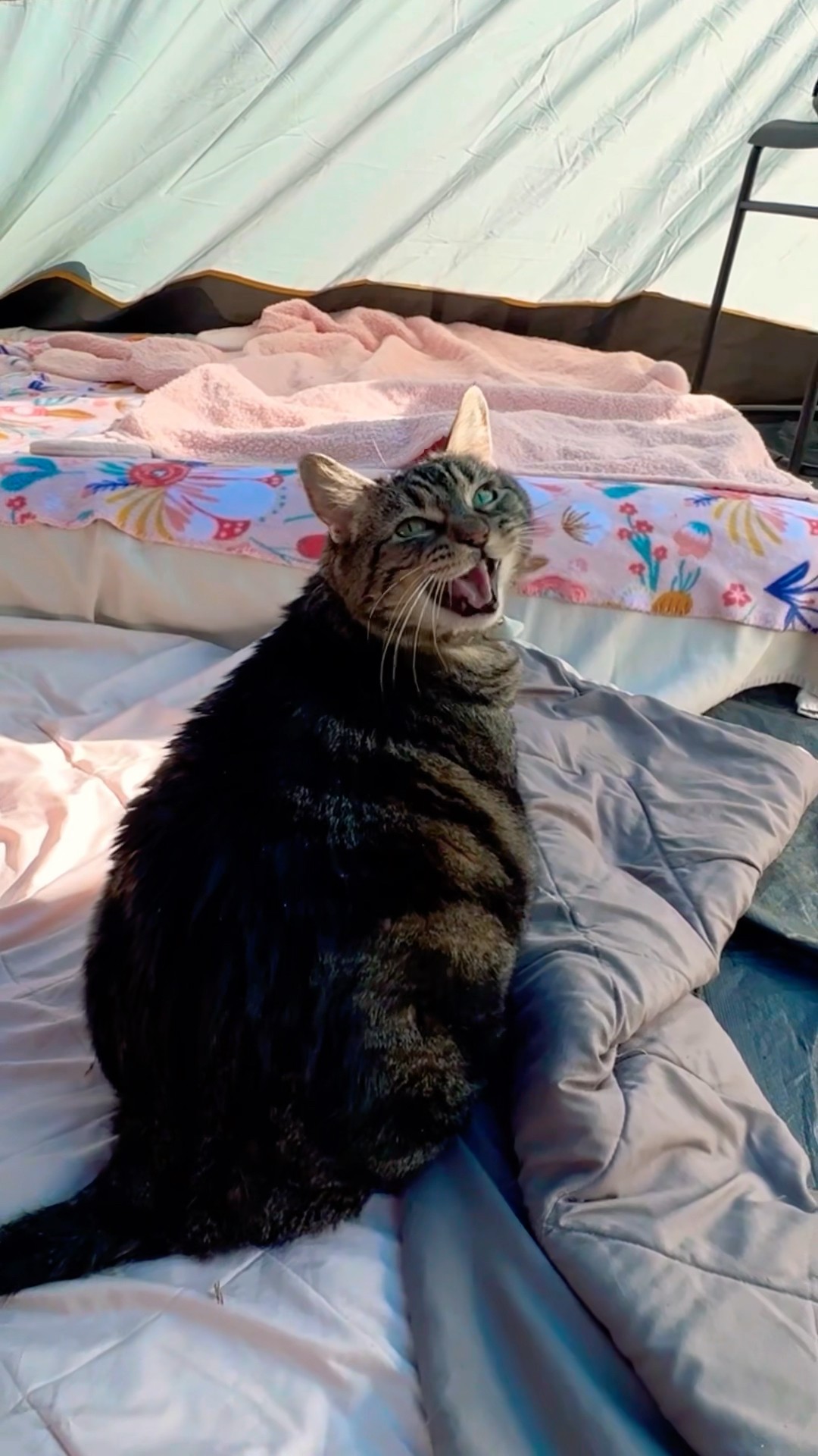 We campin?! #penny #talkingcat