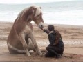 Haflinger naade  cabourg 2010