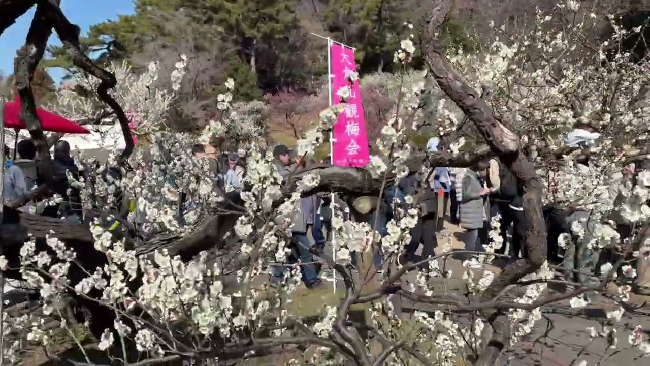 番外　大倉山梅林（2026年2月21日）