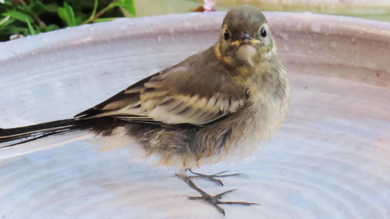 The Wagtails in Midsummer - Neglect (Part 2) - YouTube
