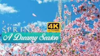 A Dreamy Season 4K| Spring in Sweden| Cherry Blossoms Relaxing| Spring in northern Sweden 2021
