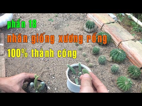 Video: Nhân Giống Xương Rồng Và Xương Rồng Bằng Cách Giâm Cành