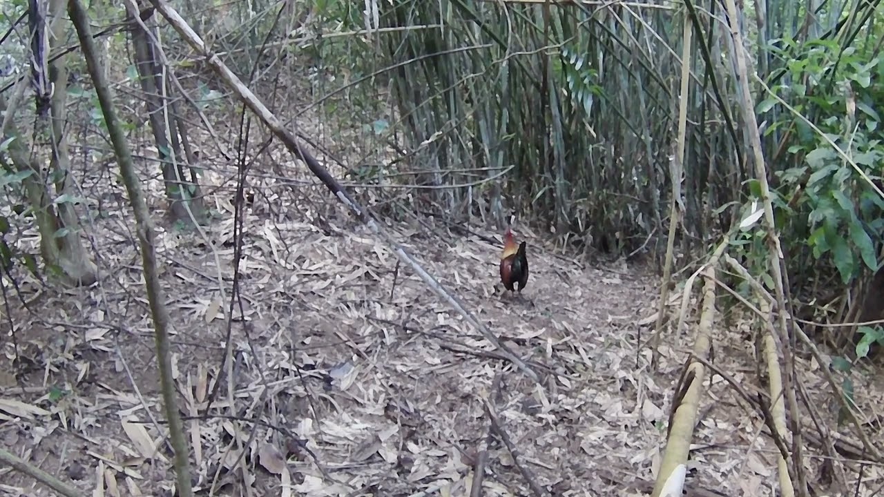 Nakaligtas Kay palung ka hunter.