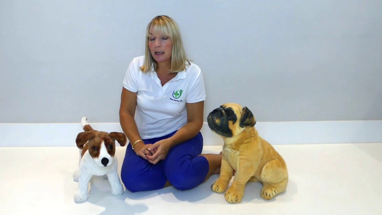 Dog with a Head Injury What to Do YouTube