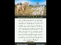 Puri family ki taraf se aik bakra qurban karna ..#Qurbani #viralreelsシ #zahidatamadni #eiduladha