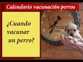 ¿Cuando vacunar un perro? 🐩⏲