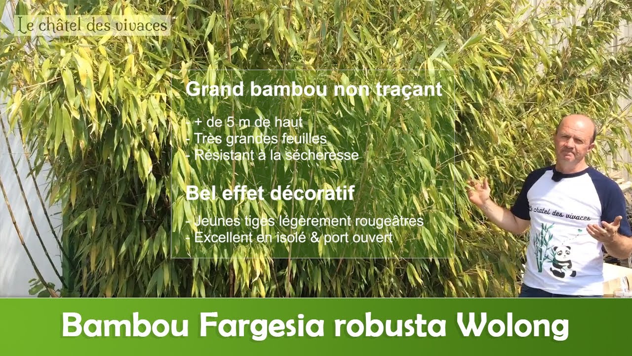 Fargesia robusta Wolong