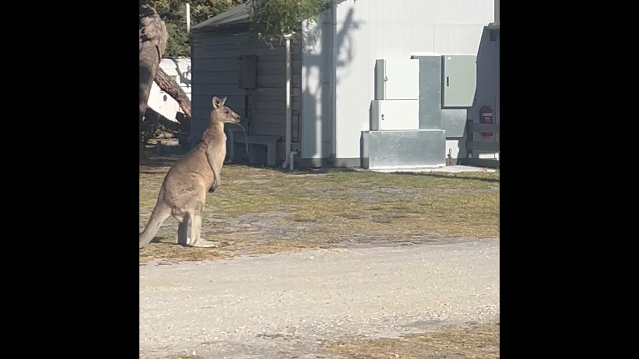 Kangaroo at Loch Sport caravan park 