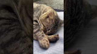 When You Rearrange Your Luggage But A Cat Has Other Plans