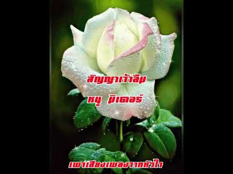สัญญาเจ้าลืม - หนู มิเตอร์