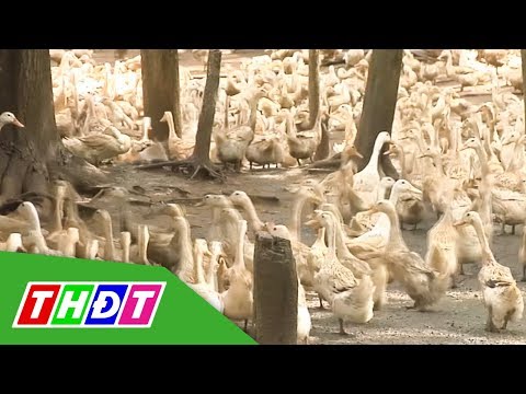 Video Làm giàu nhờ mô hình nuôi vịt siêu trứng | THDT - youtube