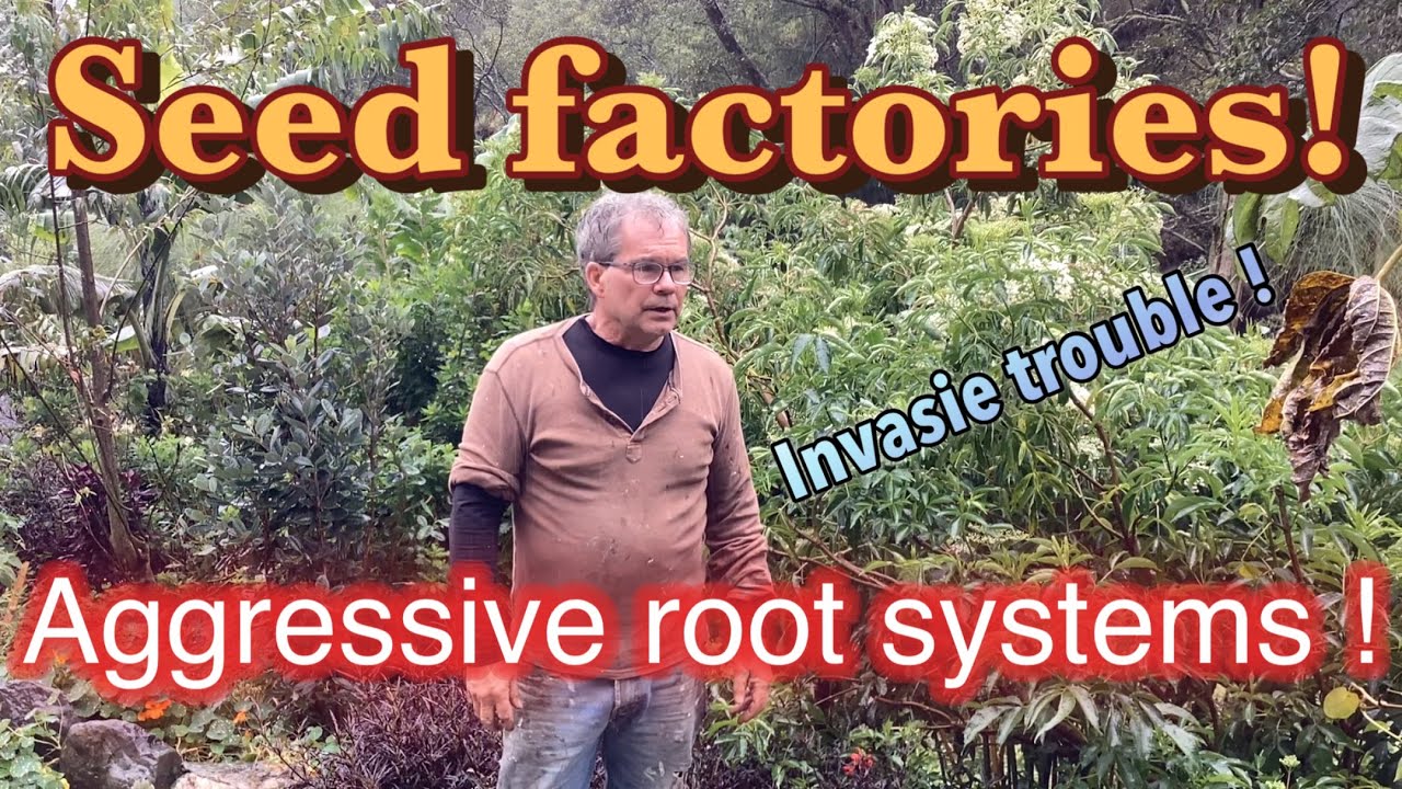Are aggressive roots worse than invasive plants? Prolific seed production and aggressive roots are..