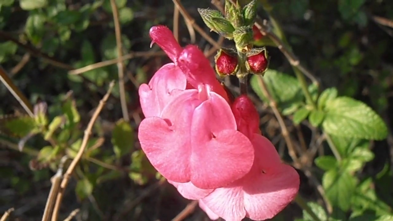 Salvia rosa: Salvia microphylla (www.riomoros.com)