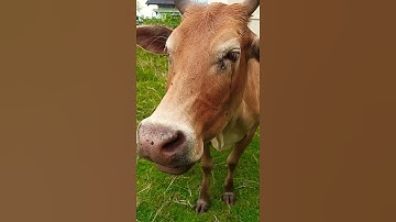 Lembu Lembu Sapi lucu Lucu Suara Sapi Sapi moo #sapi #lembu #sapijinak #lembujinak #takurwinrimba