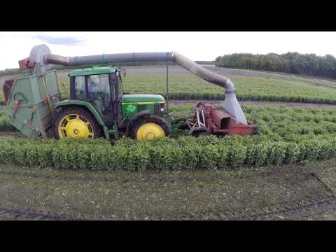 Video: Hoe Phlox Transplanteren? Wanneer Is Het Beter: Lente, Zomer Of Herfst? Hoe Bloeiende Phlox Van De Ene Plaats Naar De Andere Te Transplanteren?