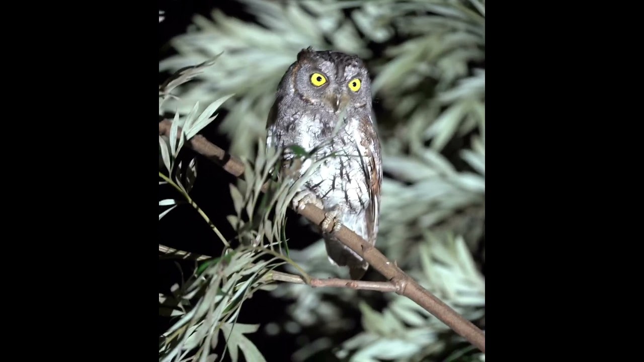 Oriental scops owl 🦉