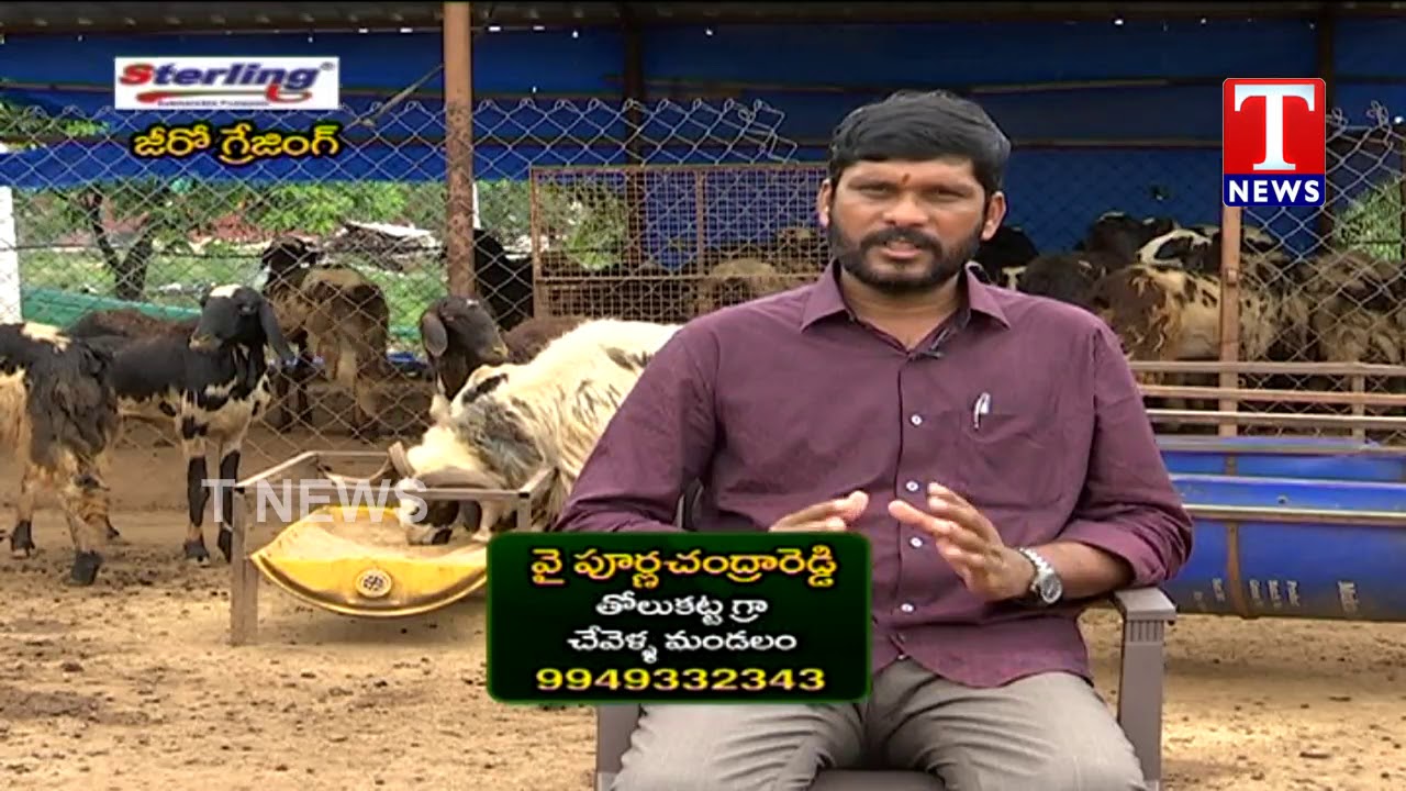 Innovation Methods in Sheep & Goat by Purnachandra Reddy | Chenu Chelaka | TNews Telugu