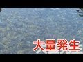 富士山の湧き水で大量発生した『川魚』をスプーンで釣りまくる！