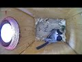 Moss is being brought in to start building a Nest.