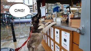 Husky hits the jackpot with this hilarious coffee bar owner in Portsmouth
