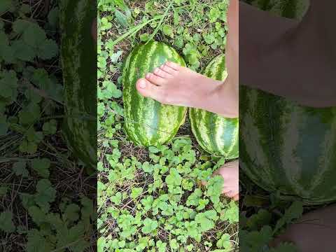 only barefoot... see more 🍉