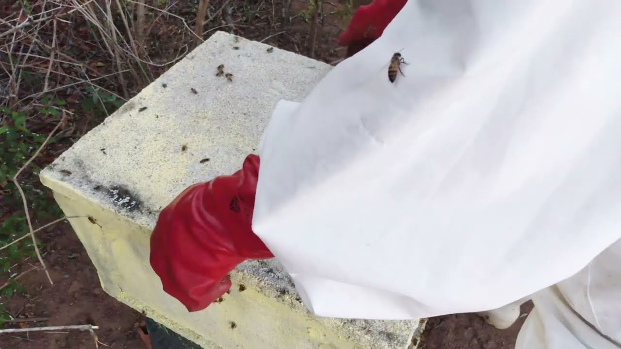 Como fazer uma transferência de um enxame de abelhas