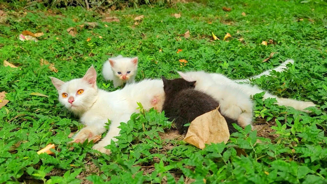 Rescue of young mama cat and her kittens abandoned By the bushes