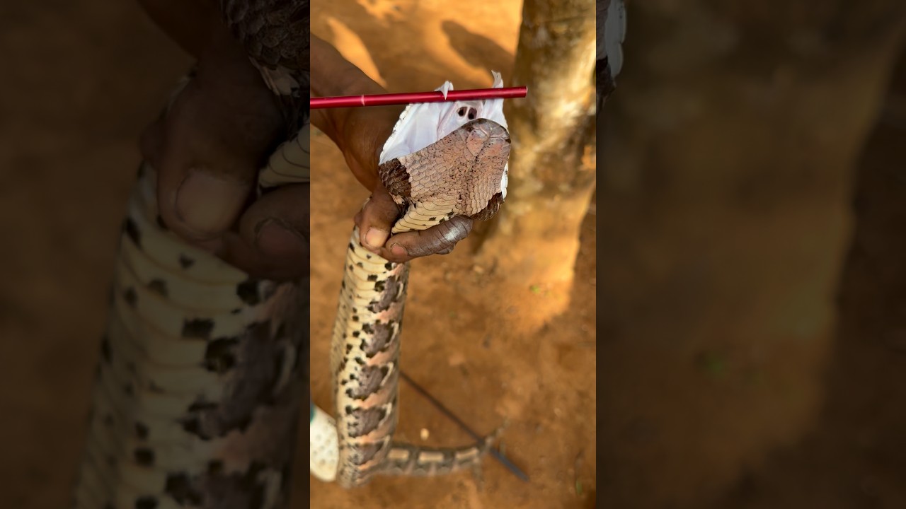 World’s largest fangs! The Gaboon Viper 