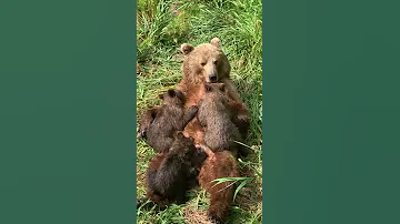 Медведица с медвежатами