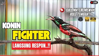 KONIN GACOR FULL ISIAN MEWAH 🔥 ROLL TEMBAK RAPAT NGOBRA! AUDIO JERNIH MATERI KOLIBRI NINJA IJOAN