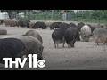 Texas sanctuary rescues hundreds of abandoned pigs