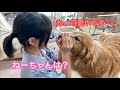 どんなに理不尽でも、姉の権力には絶対に逆らえない悲しき弟犬【ゴールデンレトリバーとミニチュアダックスフンド】