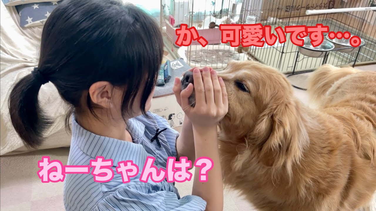 どんなに理不尽でも、姉の権力には絶対に逆らえない悲しき弟犬【ゴールデンレトリバーとミニチュアダックスフンド】
