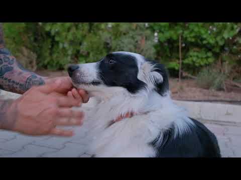 Video: Köpeklerde Düşük Paratiroid Hormonu Üretimi