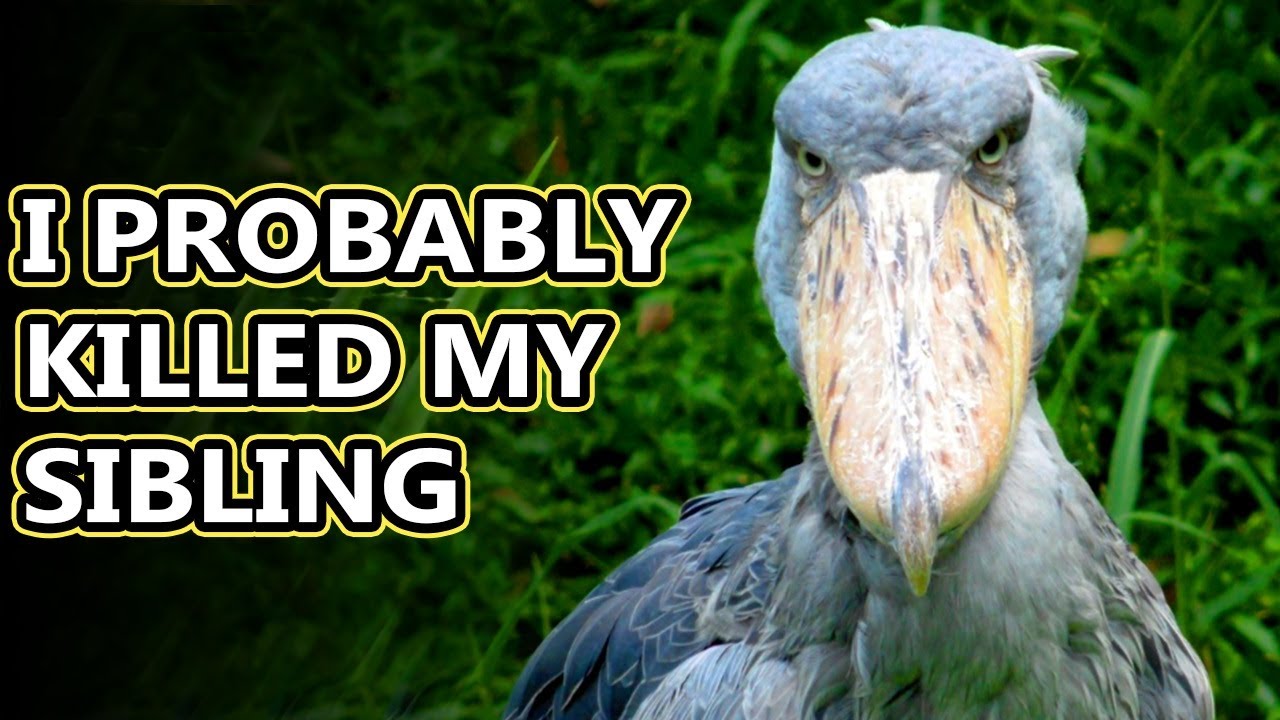 shoebill facts shoebill facts