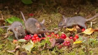 I left out a pile of nuts and berrys and look who came for dinner